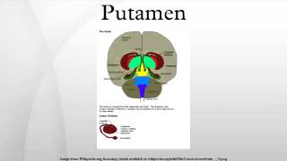 Putamen [upl. by Varien]