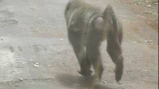 Baboons take over city running wild [upl. by Lihcox217]