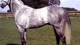 corridos de caballos vicente fernandez mixwmv [upl. by Yhcir979]