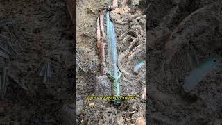 Extraordinary Bronze Age Sword Unearthed in Nördlingen Germany  Amazing Discovery [upl. by Armstrong]