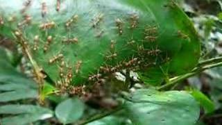 Weaver Ants [upl. by Noissap]