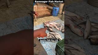 Apollo Fish Kg120  Live Koramenu Fish Kg Rs400 fish viral trendingshorts seafood streetfood [upl. by Mueller989]