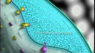 Glucose Metabolismmpg [upl. by Aicatsana]