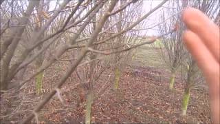 carpinus betfastigiata Columned hornbeam [upl. by Josiah]