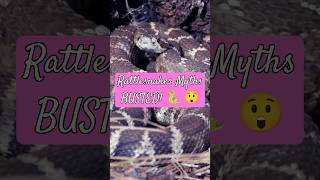 Rattlesnakes Myths BUSTED 🐍 😲 snakes rattlesnakes education [upl. by Ap555]