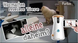 Was machen Nero und die Katzen ALLEINE daheim FURBO Hundekamera im Test  Hund allein zuhause [upl. by Sidonie]