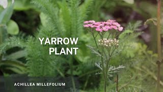 Yarrow  Achillea Millefolium Learn Easy Propagation Tips and Plant Care of this beautiful plant [upl. by Akeihsat]