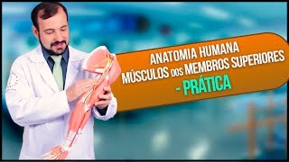 Anatomia Humana  Músculo Membro Superior PRÁTICA [upl. by Sandry520]