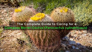 The Complete Guide to Caring for a Compass Barrel Cactus Ferocactus cylindraceus [upl. by Bathsheb]