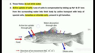 OSMOREGULATION IN FISHES Freshwater amp Marine water fishes [upl. by Magdaia390]