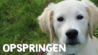 Hoe je hond leren om niet op te springen  Vrienden der Blinden [upl. by Oly]