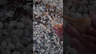 Sanibel Island  Virtual Shelling Finding A Welk Shell [upl. by Ashli]