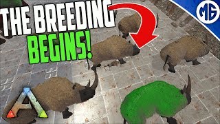 THE BREEDING BEGINS 5 man Ragnarok PvP  Ark Survival Evolved [upl. by Oiramaj]