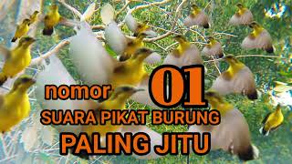 NOMOR 1 SUARA PIKAT BURUNG PALING JITU UNTUK SEMUA KALANGAN BURUNG [upl. by Mchugh]