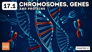 IGCSE Biology  Chromosomes genes and proteins 171 [upl. by Eibrik372]