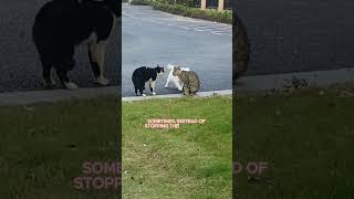 Curious Dogs  The Unexpected Peacekeepers catsanddogs shortvideo cute pets [upl. by Niras]