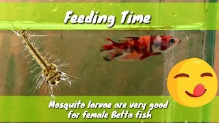 Betta fish eat mosquito larvae Feeding Time Nemo Candy Betta [upl. by Brom]