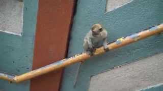 Crazy Monkey Attack  Batu Caves Malaysia [upl. by Yspyg]