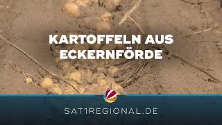 Kartoffeln aus Eckernförde erobern Weltmärkte [upl. by Nylecoj]