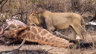 Mohawk on a giraffe kill with Black Dam Male amp Nkuhuma Lionesses  20 July 2024 [upl. by Hendrick]