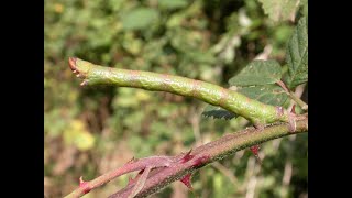 Peppered Moth larva [upl. by Savina]