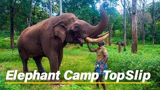 Explore Kozhikamuthi Topslip Elephant Camp  Anamalai Tiger Reserve Adventures [upl. by Natalya]