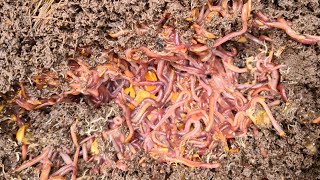 How To Start a Wormery  a full guide perfect compost in 3 months [upl. by Goulet553]