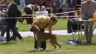 Boxer Dog Show Clip WWWNewlaitheboxerscouk [upl. by Sausa]