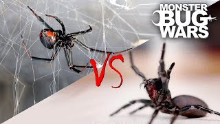 Spider vs Spider Showdowns 15  MONSTER BUG WARS [upl. by Eoin136]