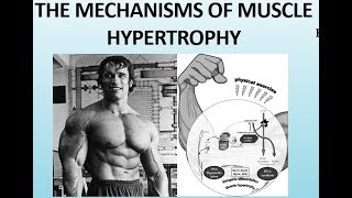 The Science of Muscle Hypertrophy  How the Muscles Grow Part II [upl. by Dirraj]