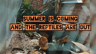 OUTDOOR REPTILE ENCLOSURE for AUSTRALIAN LIZARDS and TURTLE 🦎🐢🇦🇺 [upl. by Leroi]