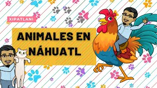 ANIMALES EN NÁHUATL Palabras en náhuatl y español Dilo en náhuatl con XIPATLANI [upl. by Teodor]