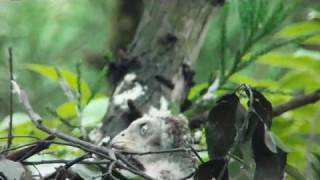 オオタカ雛vsスズメバチ  Vespidae vs Northern Goshawk baby bird [upl. by Pare]