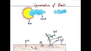 How To Draw Germination Of Seed Diagram  Step By Step  Plant Growth Drawing [upl. by Zima89]