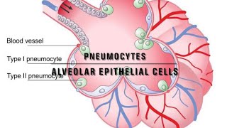 The Respiratory System Pulmonary Surfactant [upl. by Karas]