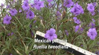 Mexican petunia Ruellia brittoniana [upl. by Hardan]