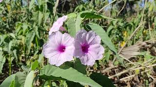 Ipomoea Carnea ou algodão bravo também Glória da manhã do mato [upl. by Emad]