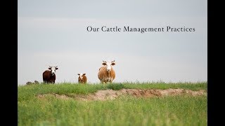 Cattle Management Practices [upl. by Potts]