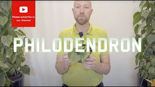 All you need to know about Philodendron scandens hederaceum Heart Leaf [upl. by Coppola]