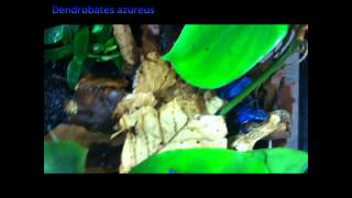 Poison Dart Frogs Dendrobates azureus [upl. by Llewkcor610]