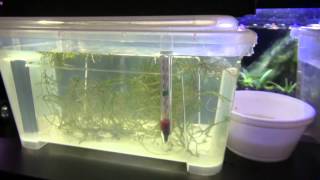 Part 5 How to hatch Nothobranchius Rachovii killifish and new killifish species [upl. by Reeba]