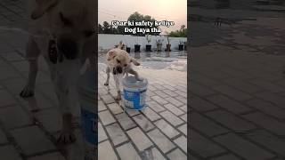 Guard dog❌ Chor Dog✅  labra rubi  youtubeshorts shorts labrador dog funny doglover [upl. by Doreg]