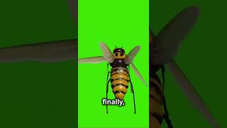 5 Fun Facts About Hornet Bees HornetBees zoo animals Insect honey bees science top10 memes [upl. by Aneeras]