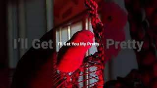 Talking Parrotlet Bluno Starz I’ll Get You My Pretty [upl. by Gereron]