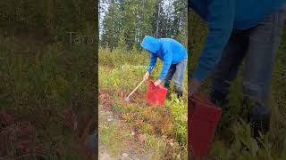 lingonberry cowberry cranberry berries fruit harvesting [upl. by Eednam688]