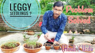 Leggy Seedlings Problem Aise Solve Kar Sakte Hai  Hindi  Urdu [upl. by Etteyniv]