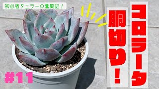 11 子株を取りたかっただけなのに…【多肉植物】 [upl. by Hickey]