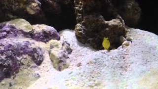 Biocube 29 HQI Nano Reef Tank  week 4  Pistol Shrimp amp Goby [upl. by Nolla990]