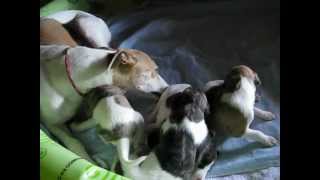 Whippet Puppies 2 weeks old [upl. by Lewak]