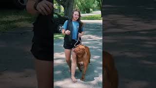 Walking My Giant Loyal Pitbull Dog [upl. by Eyeleen902]